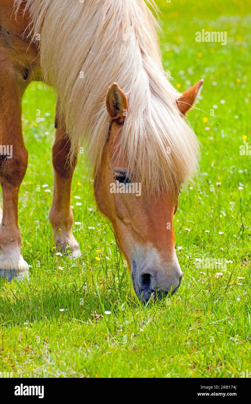 Cavallo Haflinger nel pascolo Foto Stock