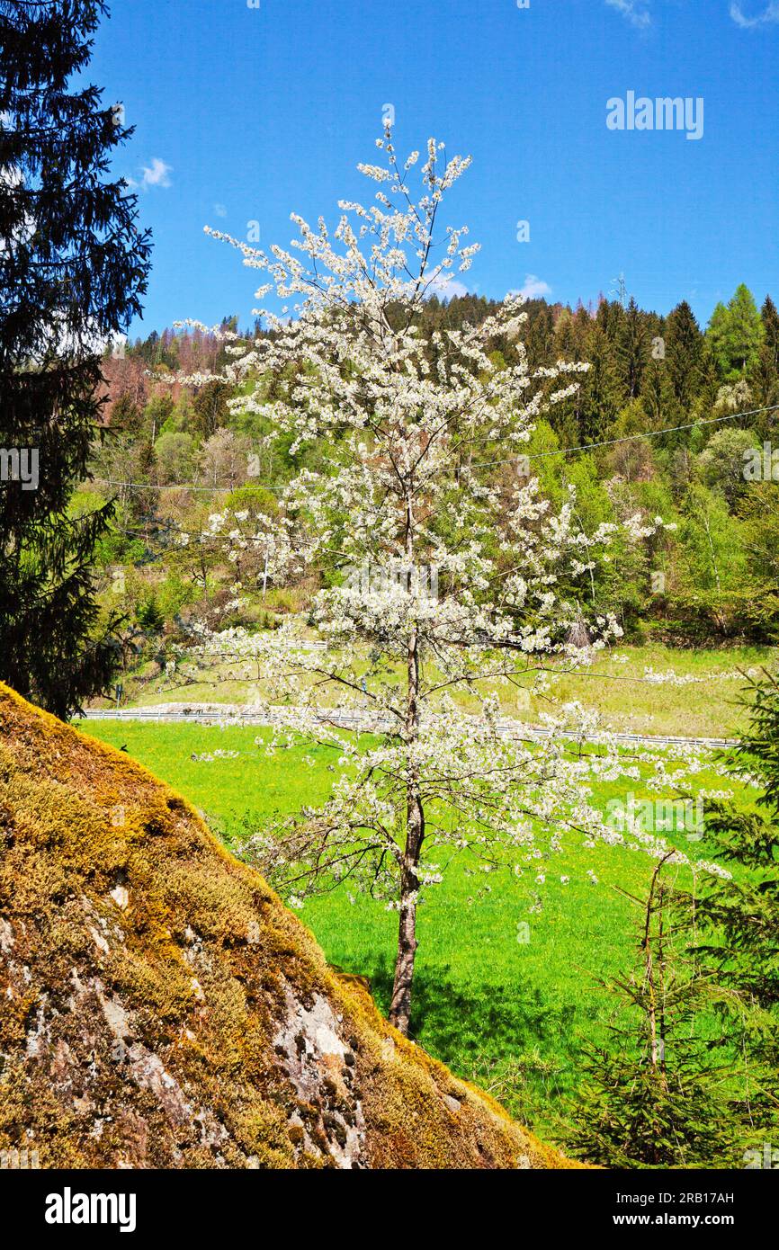 Fioritura di ciliegi nel fondovalle, Val d'ultimo alto Adige Foto Stock
