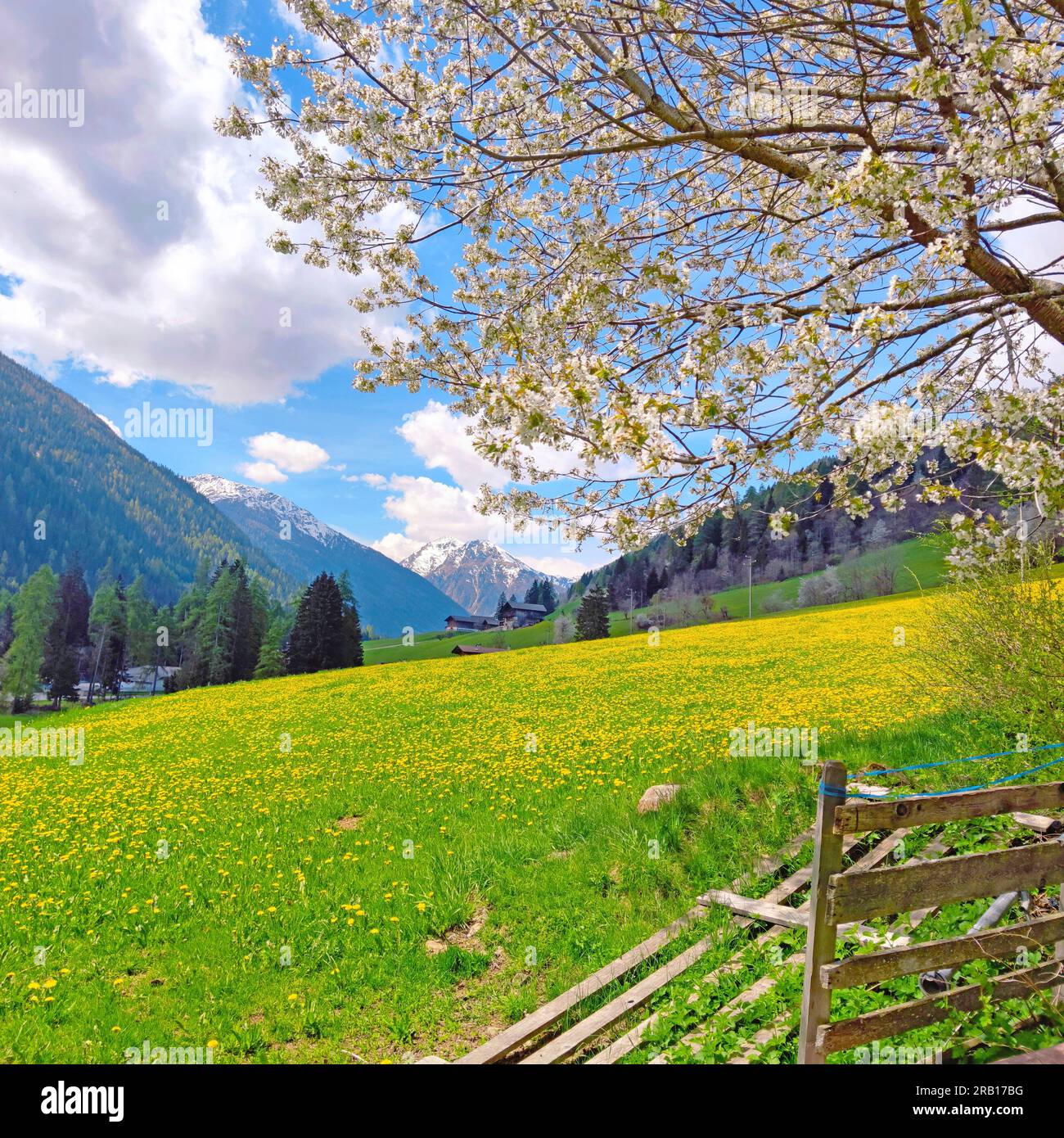 Prati di Dandelion nella Val d'ultimo, alto Adige Foto Stock