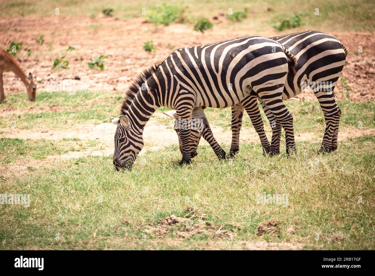 Zebre nella savana africana, Safari nel Parco nazionale dello Tsavo, Kenya, Africa Foto Stock