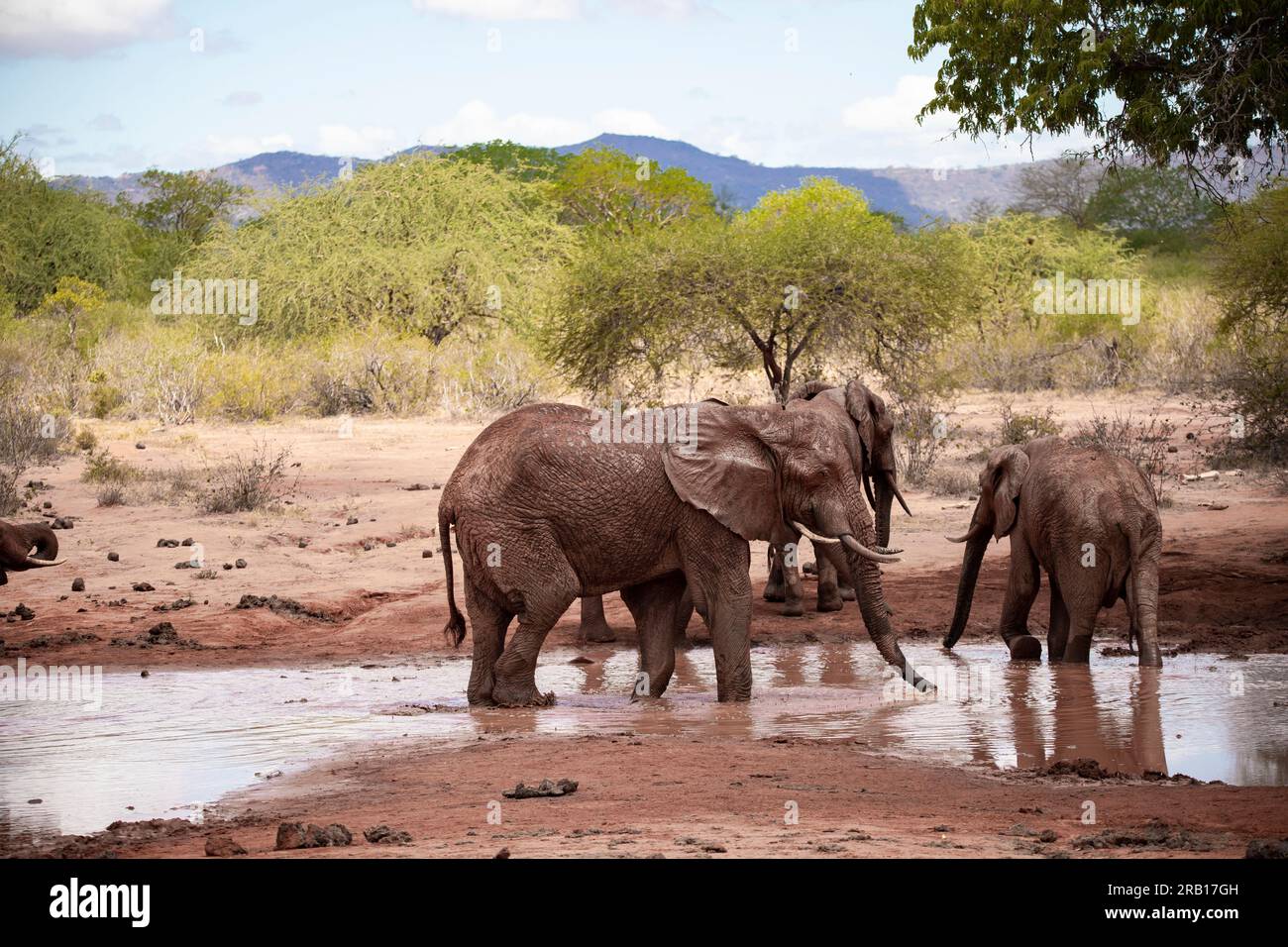 Mandria di elefanti che bevono alla pozza d'acqua, elefanti di diverse età nella savana, safari nel Parco nazionale di Tsavo, Kenya, Africa Foto Stock
