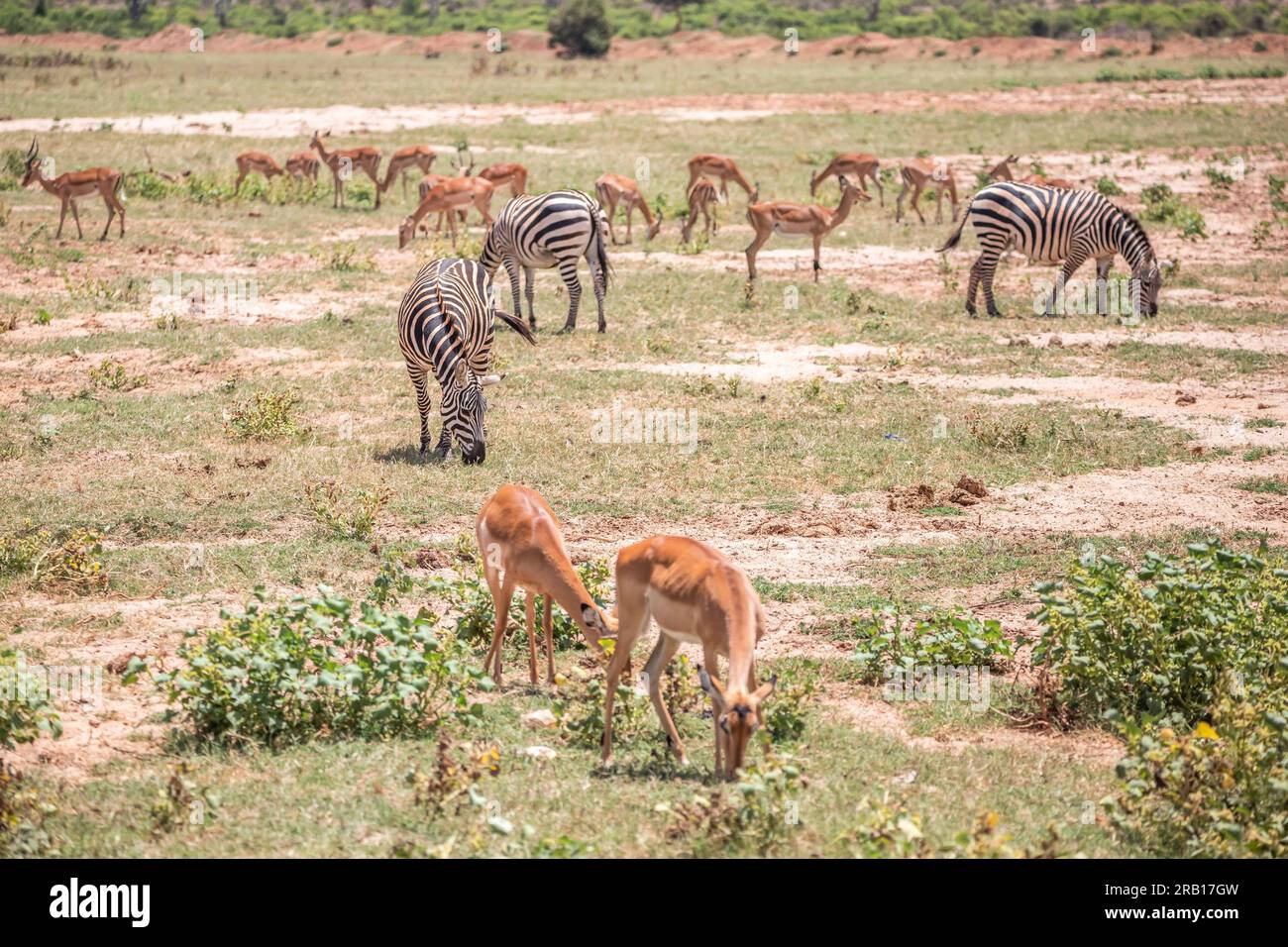 Zebre nella savana africana, Safari nel Parco nazionale dello Tsavo, Kenya, Africa Foto Stock