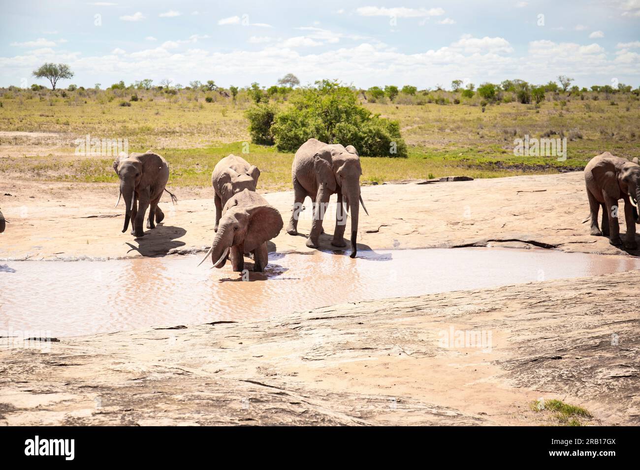 Mandria di elefanti che bevono alla pozza d'acqua, elefanti di diverse età nella savana, safari nel Parco nazionale di Tsavo, Kenya, Africa Foto Stock