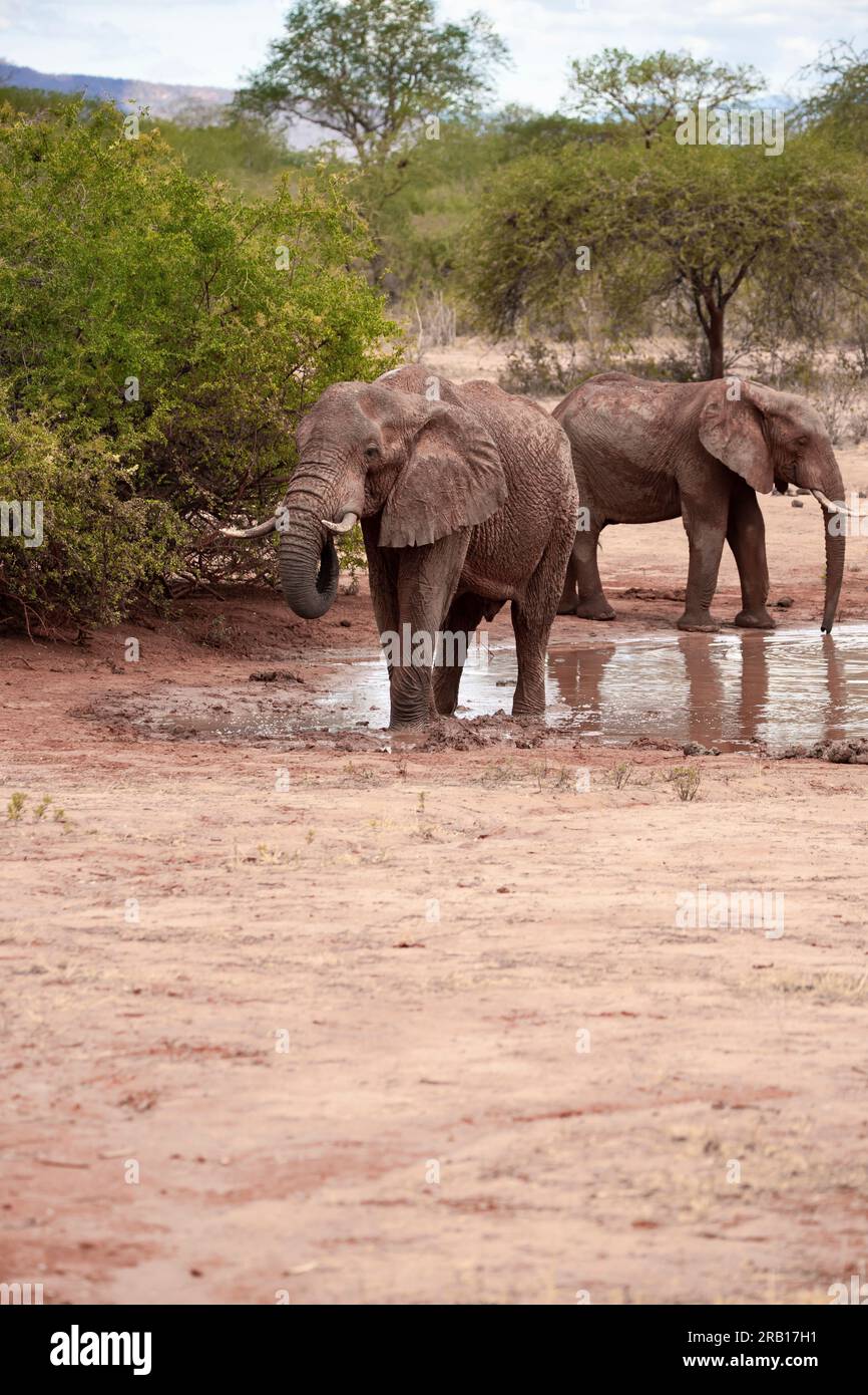 Mandria di elefanti che bevono alla pozza d'acqua, elefanti di diverse età nella savana, safari nel Parco nazionale di Tsavo, Kenya, Africa Foto Stock