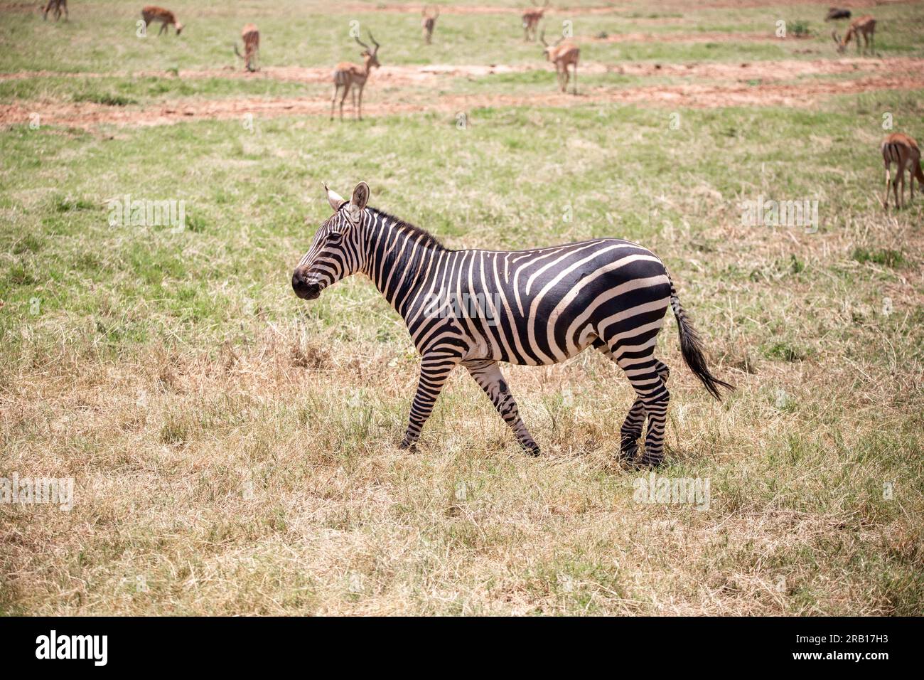 Zebra nella savana africana, Safari nel Parco nazionale dello Tsavo, Kenya, Africa Foto Stock