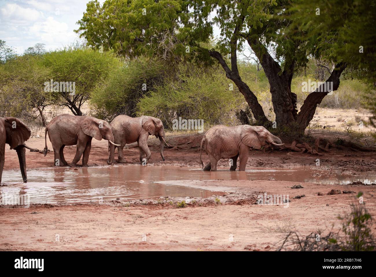 Mandria di elefanti che bevono alla pozza d'acqua, elefanti di diverse età nella savana, safari nel Parco nazionale di Tsavo, Kenya, Africa Foto Stock