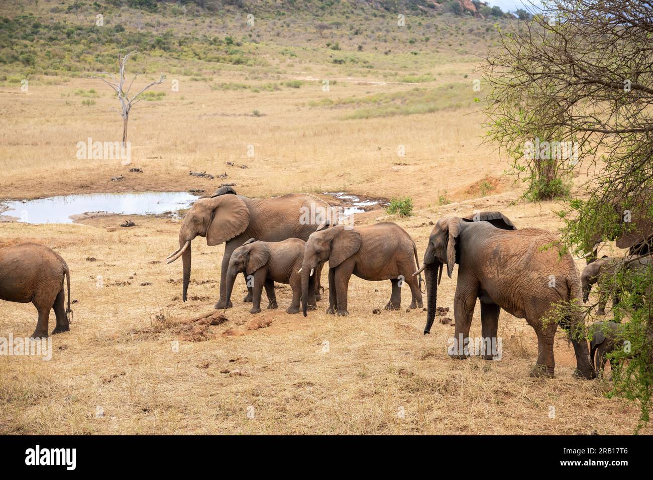 Mandria di elefanti che bevono alla pozza d'acqua, elefanti di diverse età a savannah, safari nel Parco Nazionale di Tsavo, Kenya, Africa Foto Stock