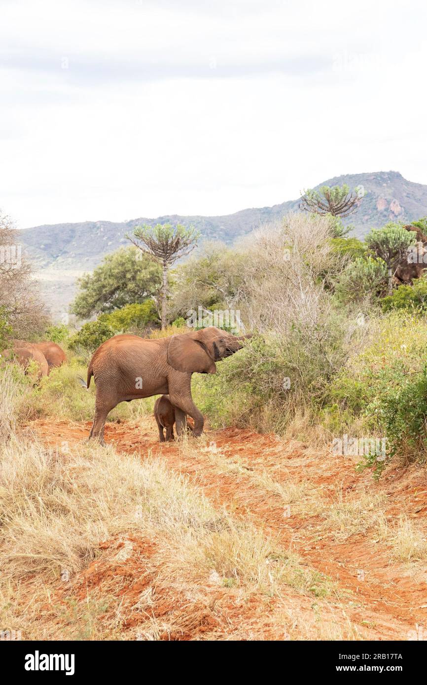 Mandria di elefanti in un paesaggio della savana, safari in Kenya, Africa Foto Stock