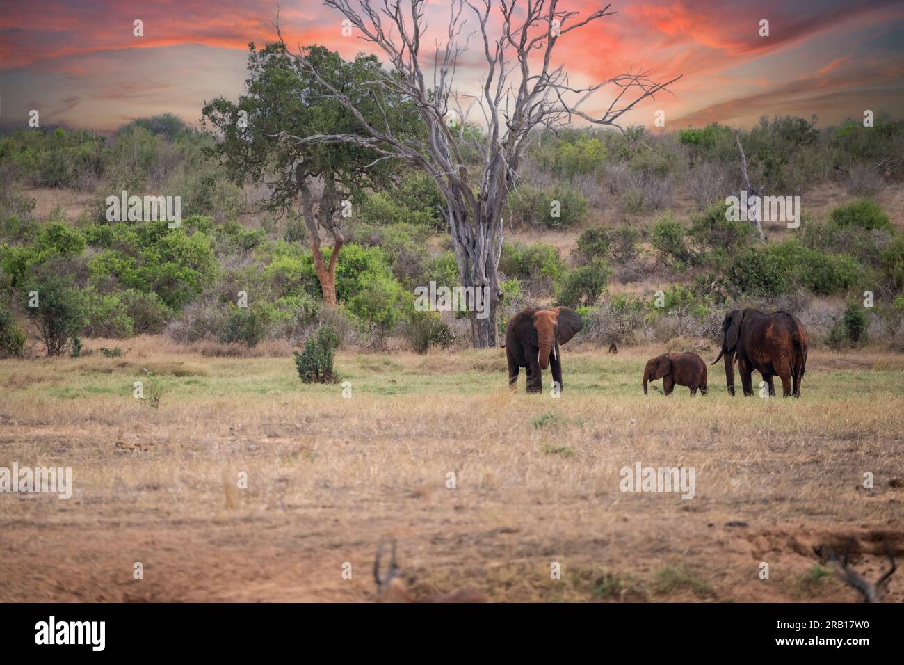 Mandria di elefanti in un paesaggio della savana, safari in Kenya, Africa Foto Stock