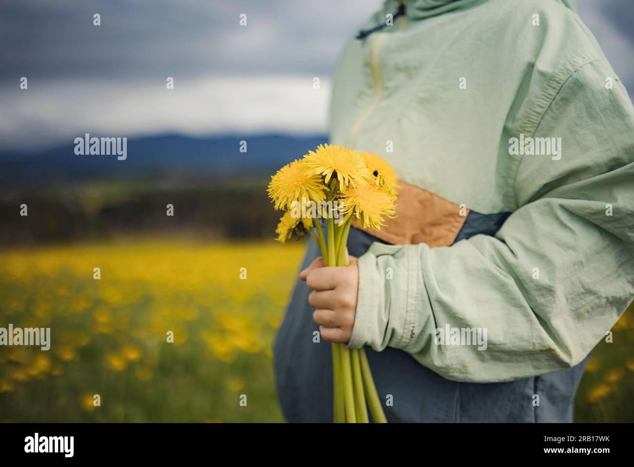 Ragazzo che raccoglie fiori sul prato di tarassoli Foto Stock