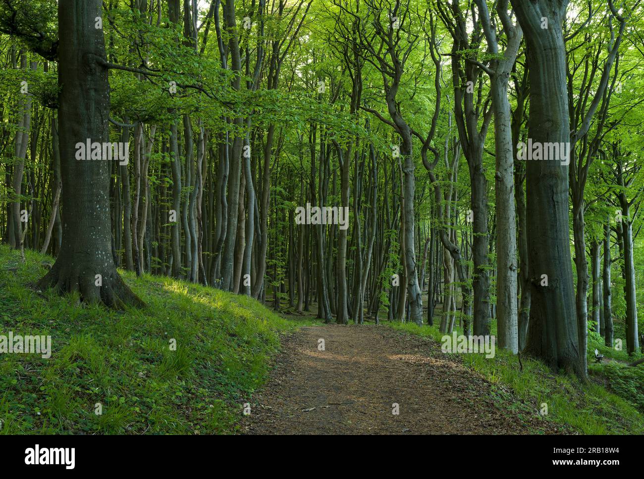 Sentiero escursionistico attraverso la foresta di faggi nel Parco Nazionale di Jasmund, sito patrimonio dell'umanità dell'UNESCO, antiche foreste di faggi, isola di Rügen, Germania, Meclemburgo-Vorpommern Foto Stock