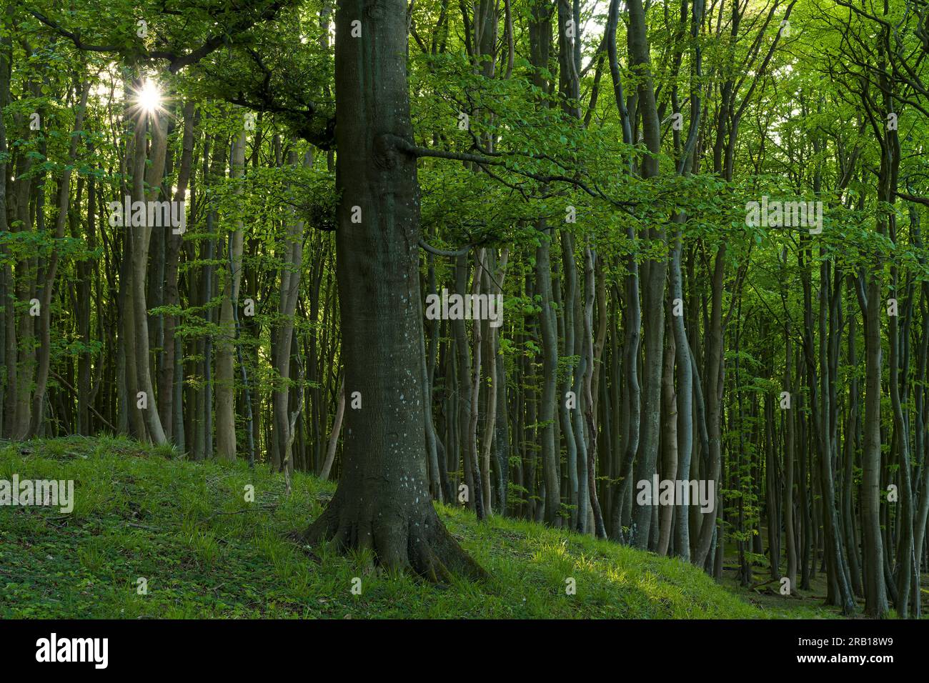 Foresta di faggi nel Parco Nazionale di Jasmund, sito patrimonio naturale dell'UNESCO, antiche foreste di faggi, isola di Rügen, Germania, Meclemburgo-Pomerania occidentale Foto Stock