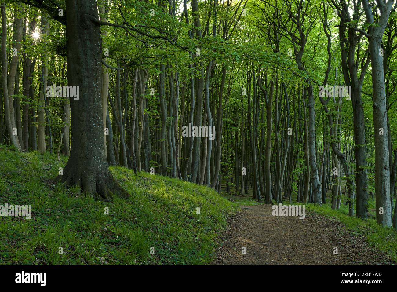 Sentiero escursionistico attraverso la foresta di faggi nel Parco Nazionale di Jasmund, sito patrimonio dell'umanità dell'UNESCO, antiche foreste di faggi, isola di Rügen, Germania, Meclemburgo-Vorpommern Foto Stock