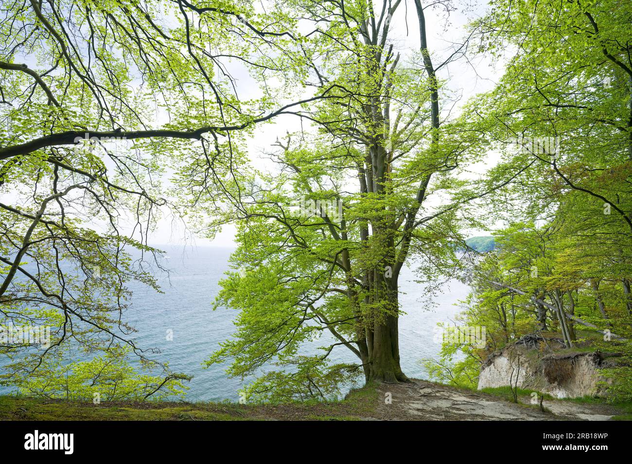 Foresta di faggi sulla scogliera, vista sul mare, sorgente nel parco nazionale di Jasmund, antiche foreste di faggi, patrimonio dell'umanità dell'UNESCO, isola di Rügen, Germania, Foto Stock