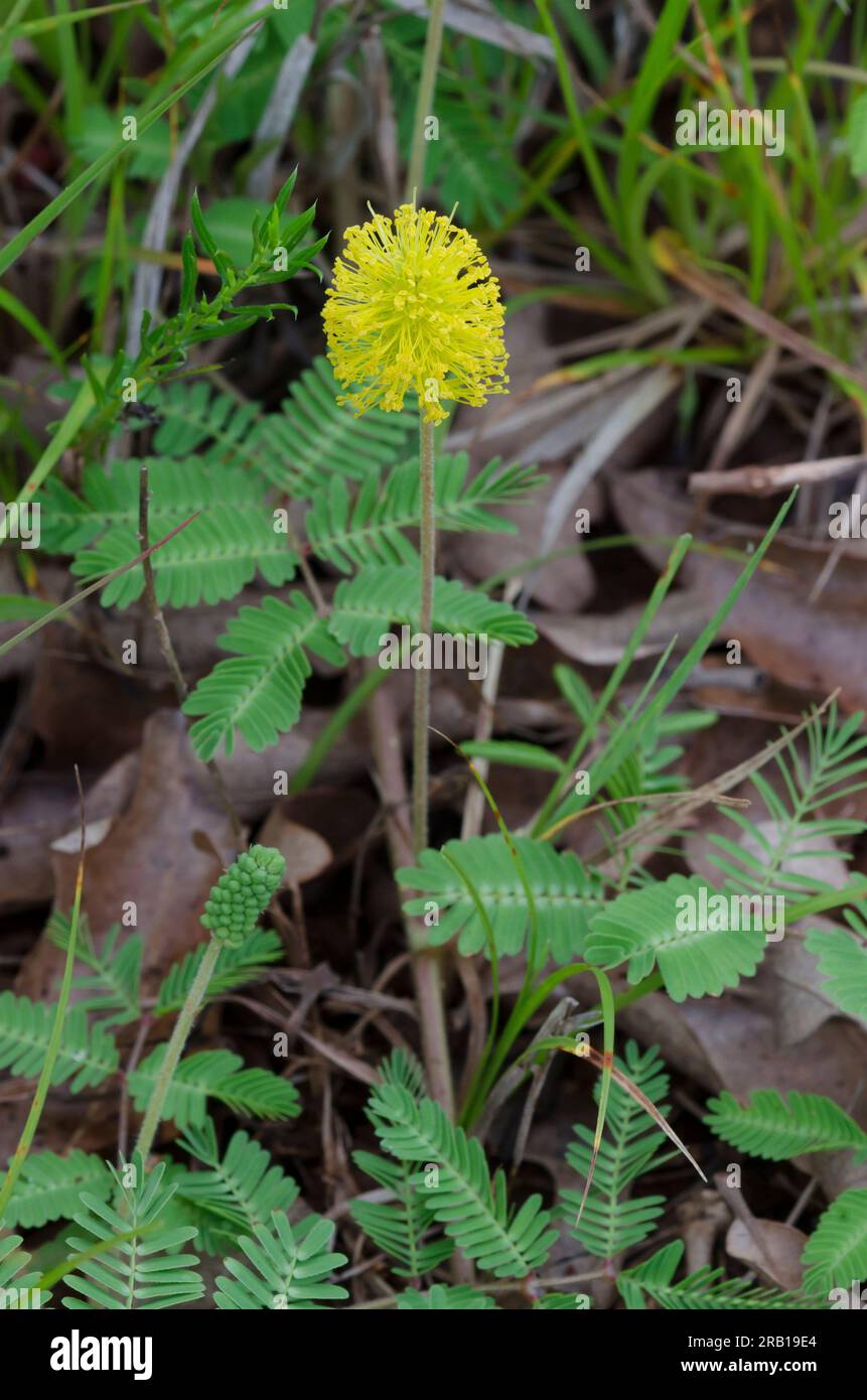 Puff giallo, Neptunia lutea Foto Stock