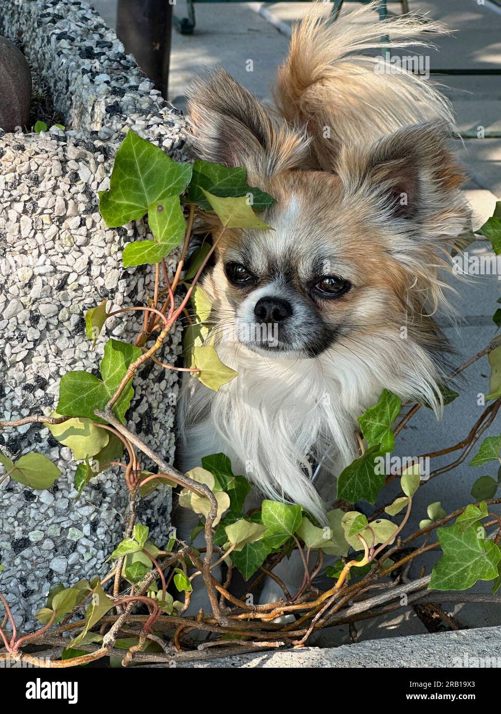 Chihuahua che sbircia da dietro il vaso dei fiori, stagione estiva Foto Stock