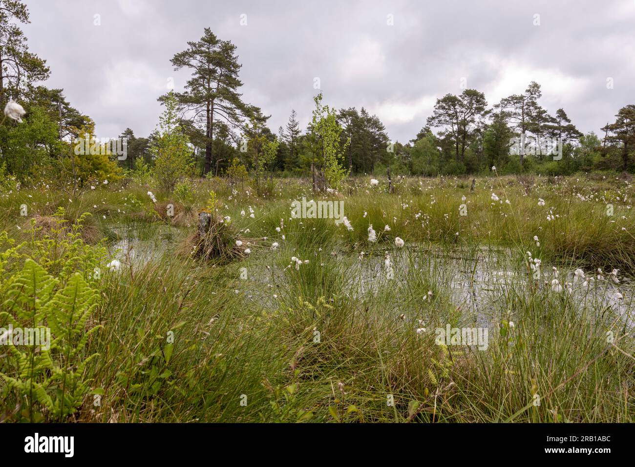 Corpo idrico nella palude di Tister con banchi di fruttiferi di erba di cotone Foto Stock