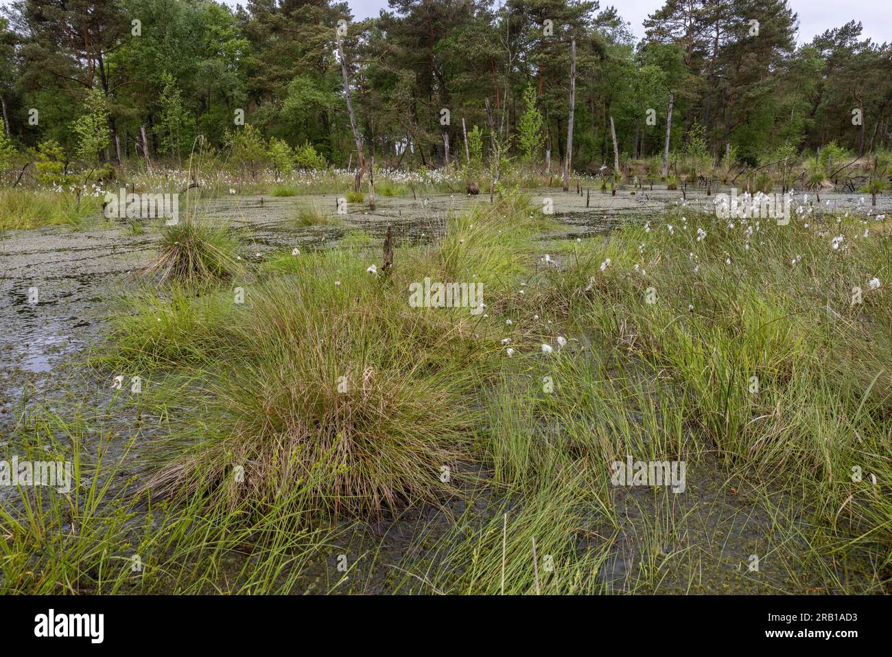 Corpo idrico nella palude di Tister con banchi di fruttiferi di erba di cotone Foto Stock