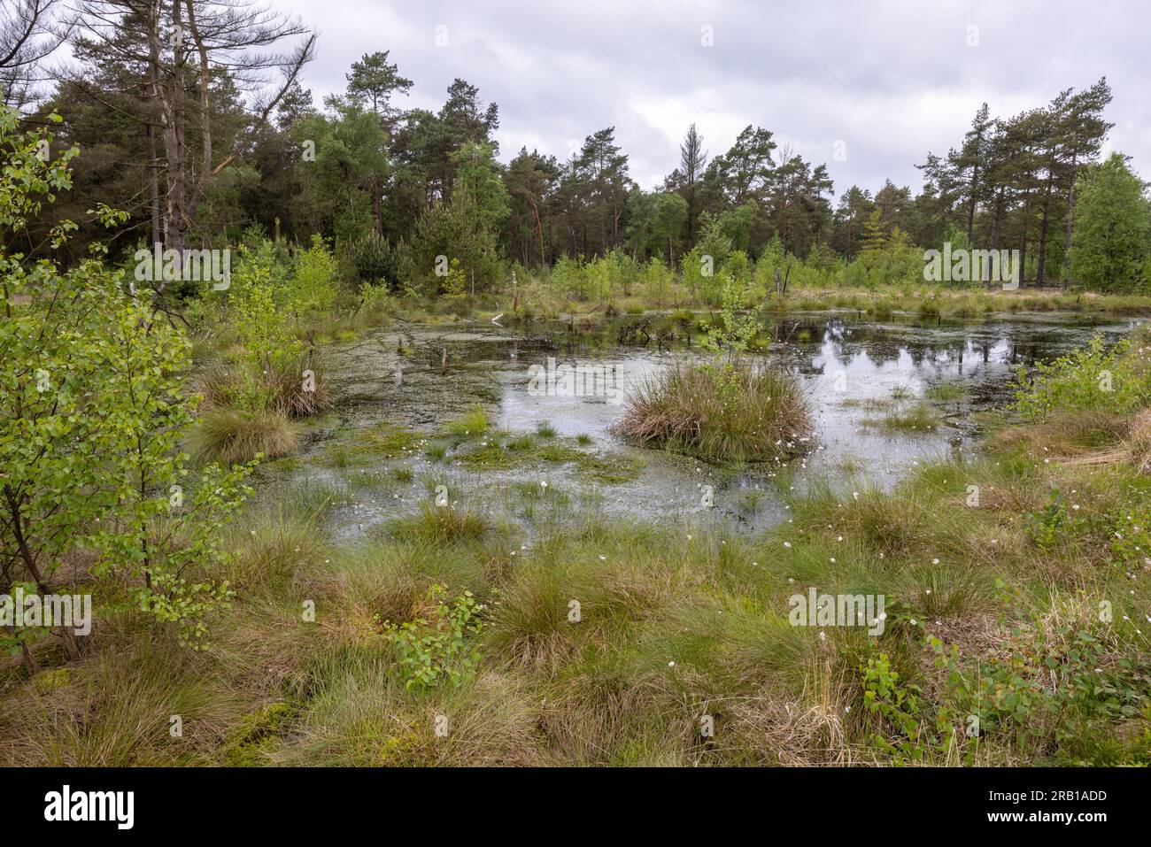 Corpo idrico nella brughiera della fattoria Tister con banchi fruttiferi di erba di cotone Foto Stock