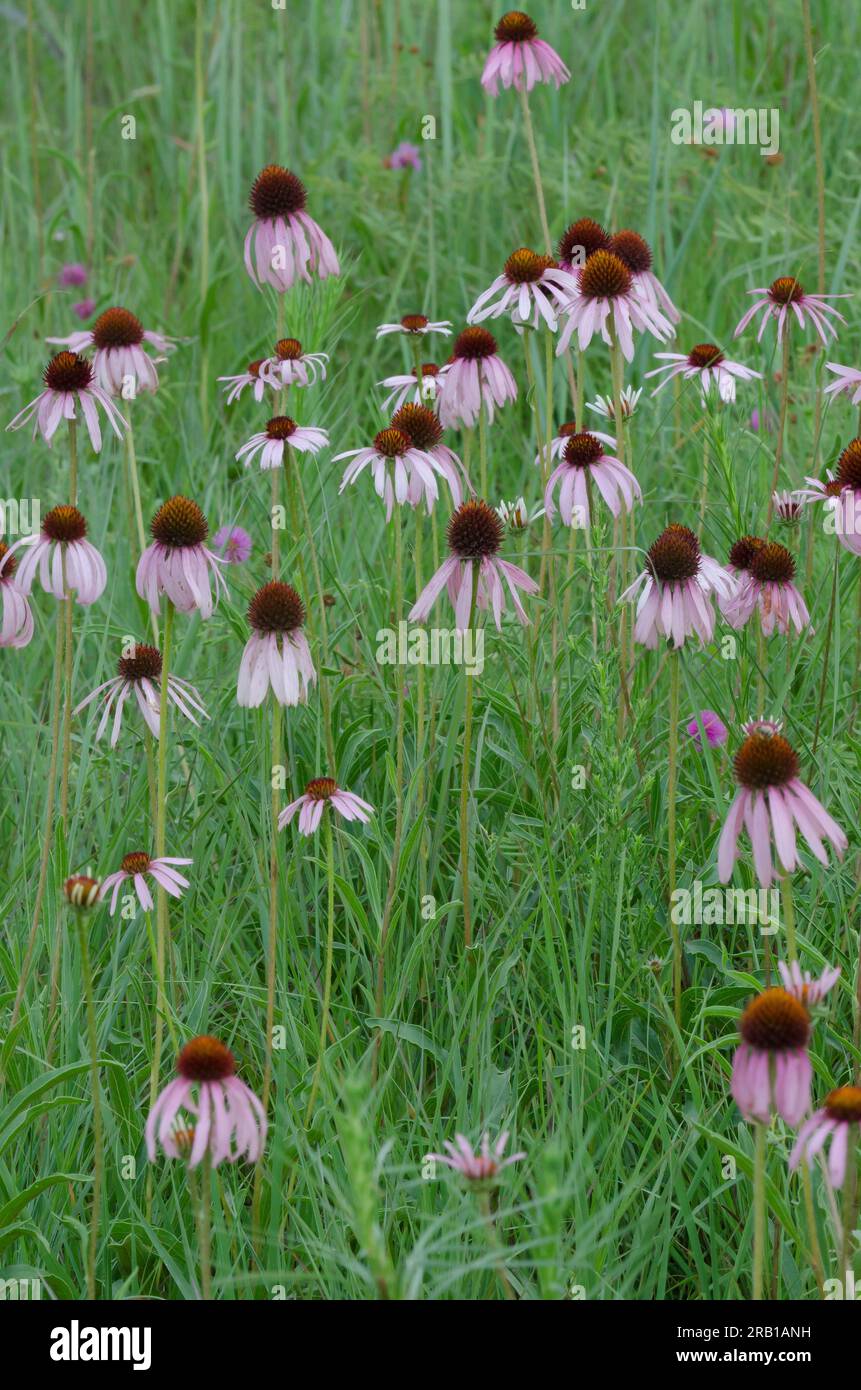 Fiore viola a foglie strette, Echinacea angustifolia Foto Stock