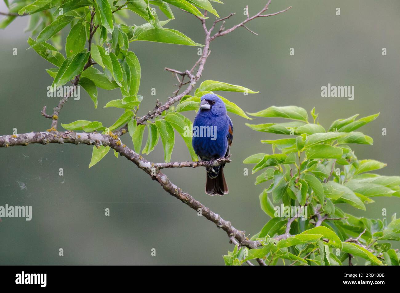 Blue Grosbeak, Passerina caerulea, maschio Foto Stock