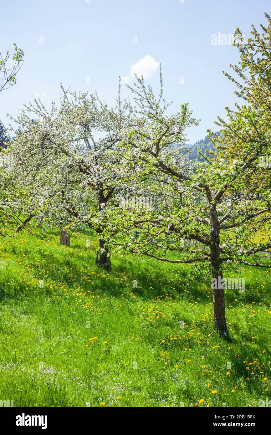 Prato fiorito con alberi da frutto in primavera, Bad Wiessee, Tegernsee, alta Baviera, Baviera, Germania Foto Stock
