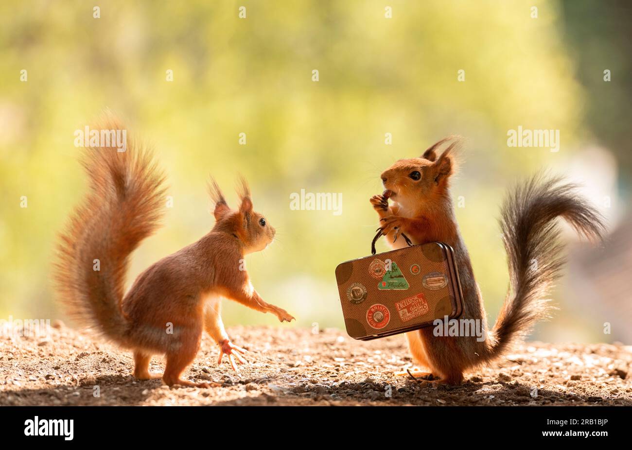Lo scoiattolo rosso ha in mano una valigia Foto Stock