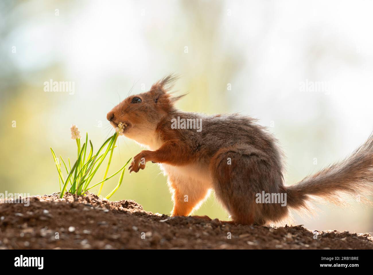 Lo scoiattolo rosso sta mangiando fiori bianchi Foto Stock