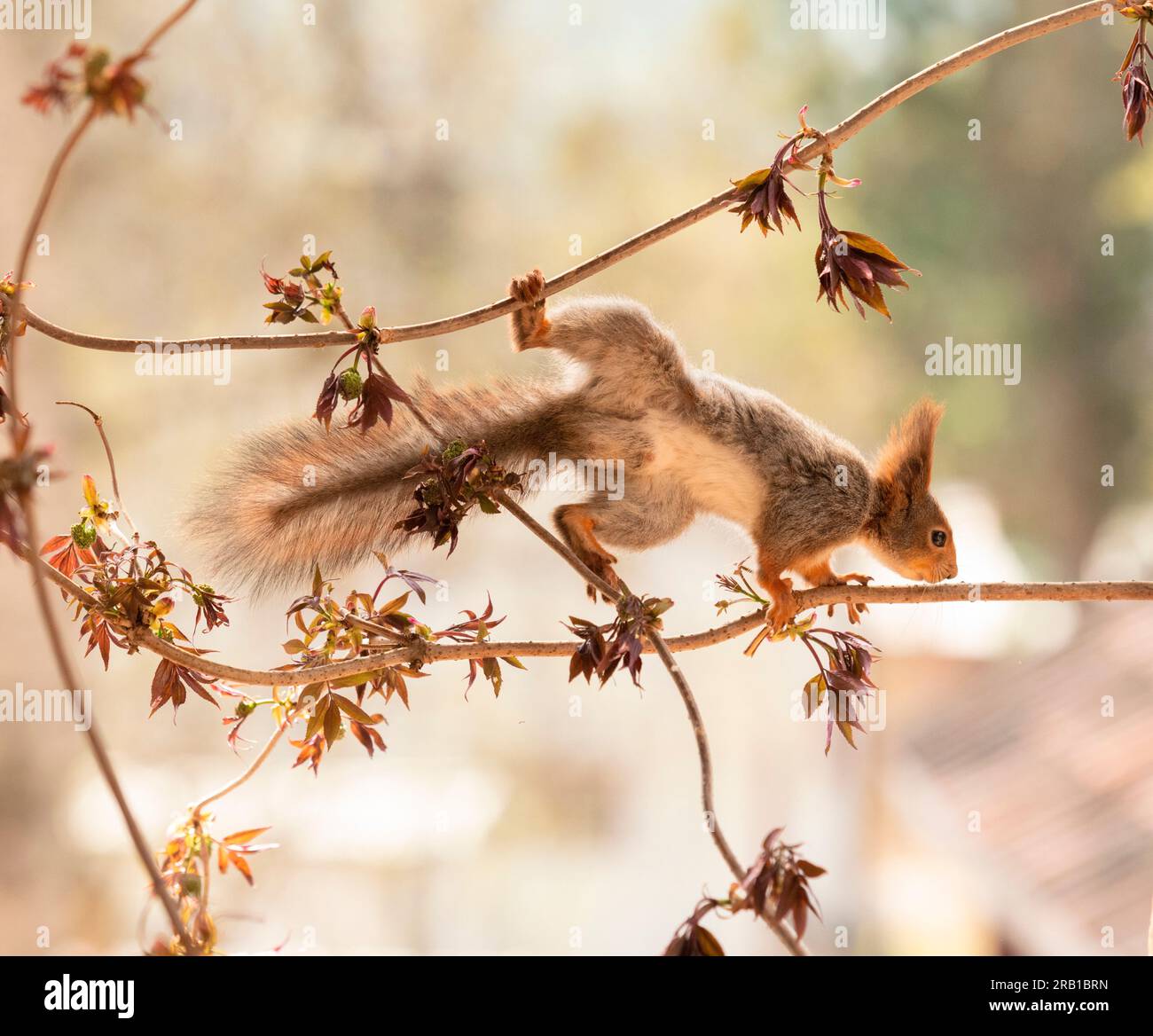 Lo scoiattolo rosso è in piedi su un ramo di Sambucus Foto Stock