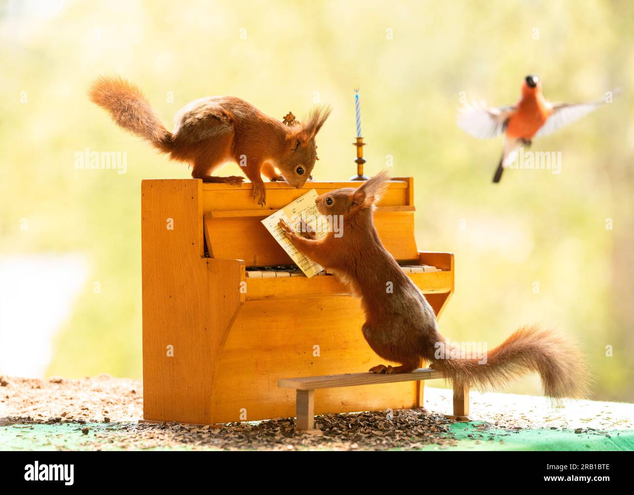 Gli scoiattoli rossi stanno dietro un pianoforte Foto Stock