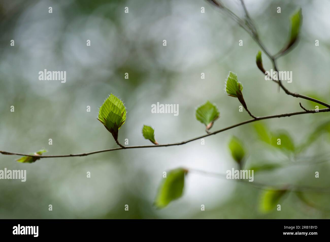 Giovani foglie di faggio di rame in primavera, Parco naturale di Pfälzerwald, riserva della biosfera di Pfälzerwald-Nordvogesen, Renania-Palatinato, Germania Foto Stock