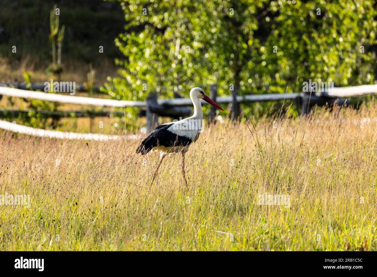 Cicogna bianca cerca cibo in un paddock in primavera Foto Stock