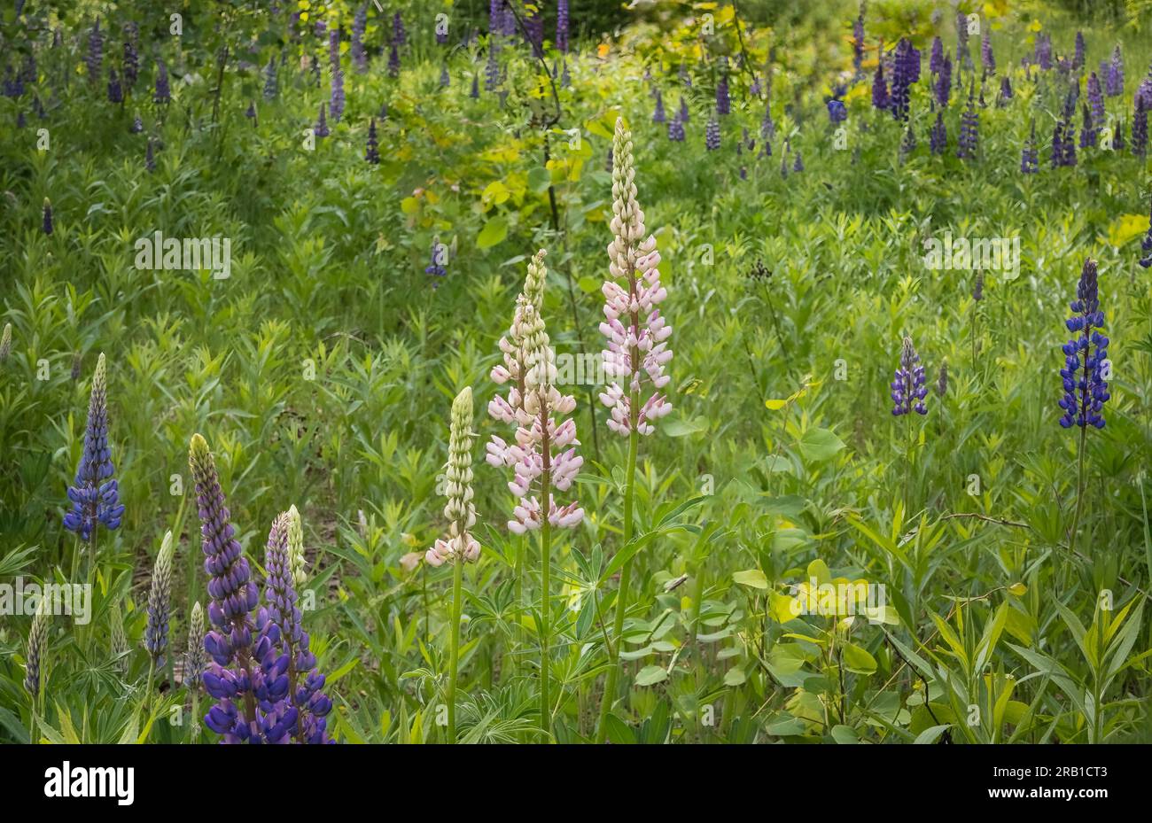 I lupini o Lupine sono anche conosciuti a livello regionale come Bluebonnet nell'Upper Wisconsin USA Foto Stock