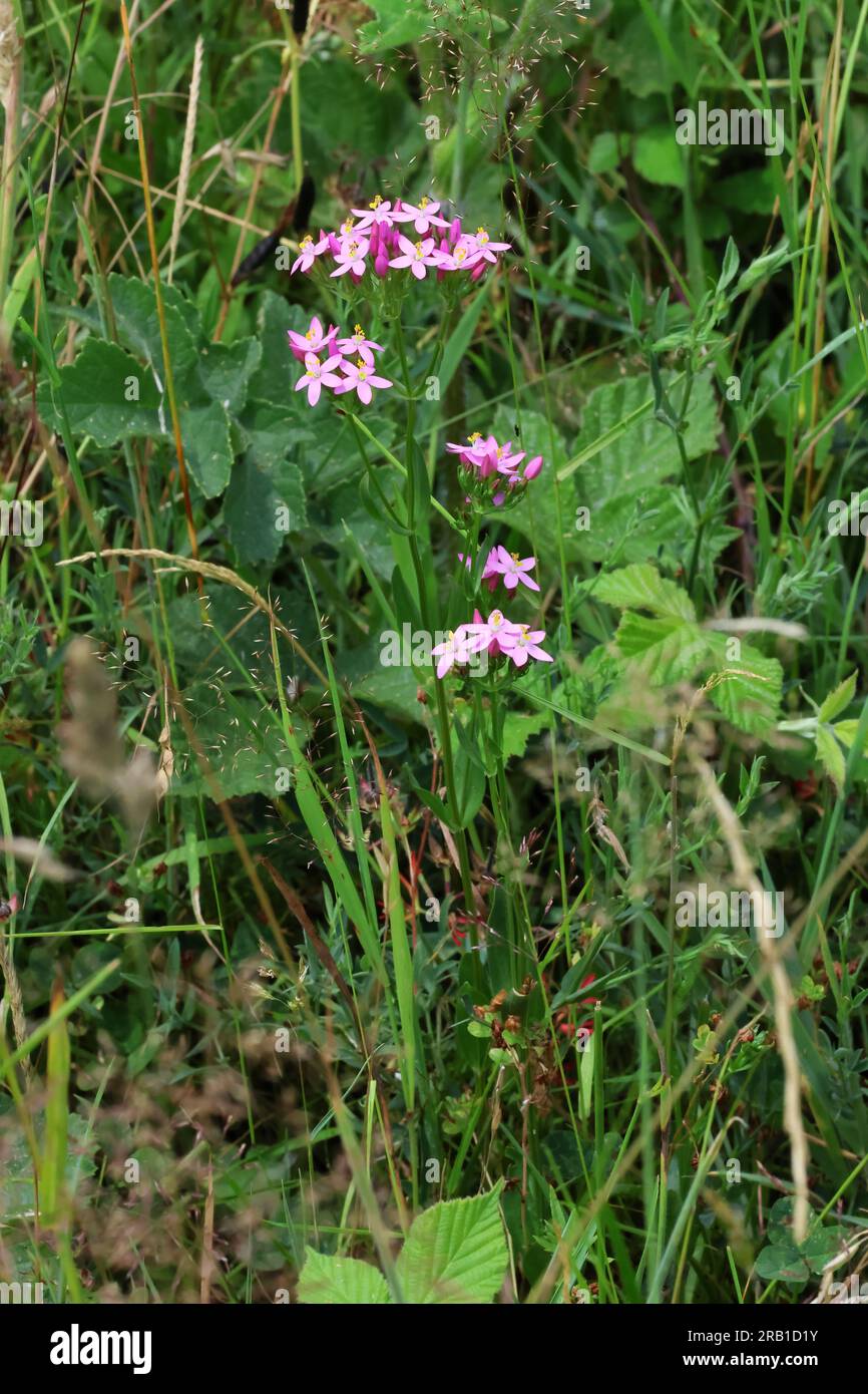 Un Common Centaury un bellissimo fiore selvatico rosa nelle Cotswold Hills, Gloucestershire, Regno Unito Foto Stock