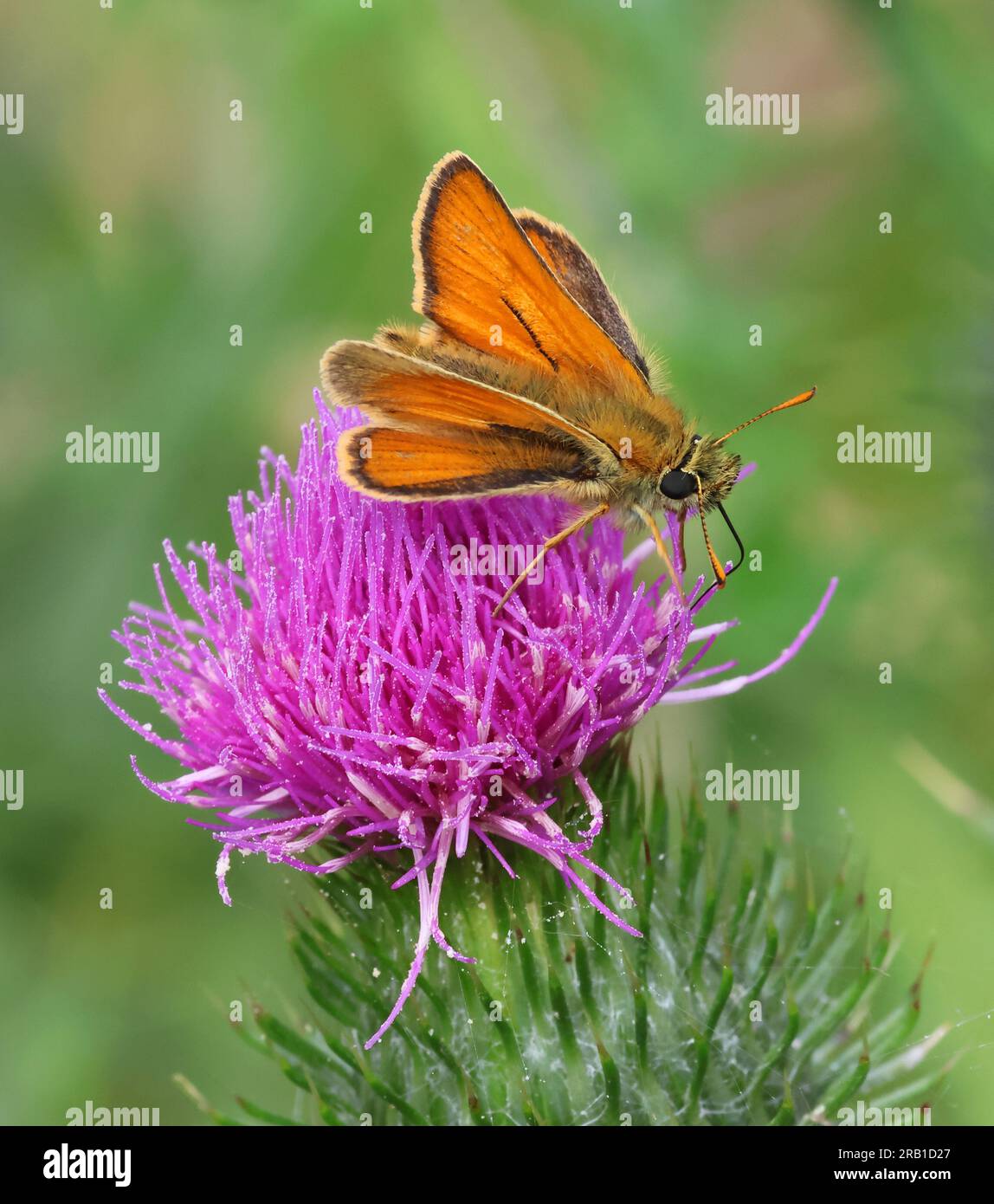 Una piccola Skipper Butterfly nelle Cotswold Hills, Gloucestershire, Regno Unito Foto Stock