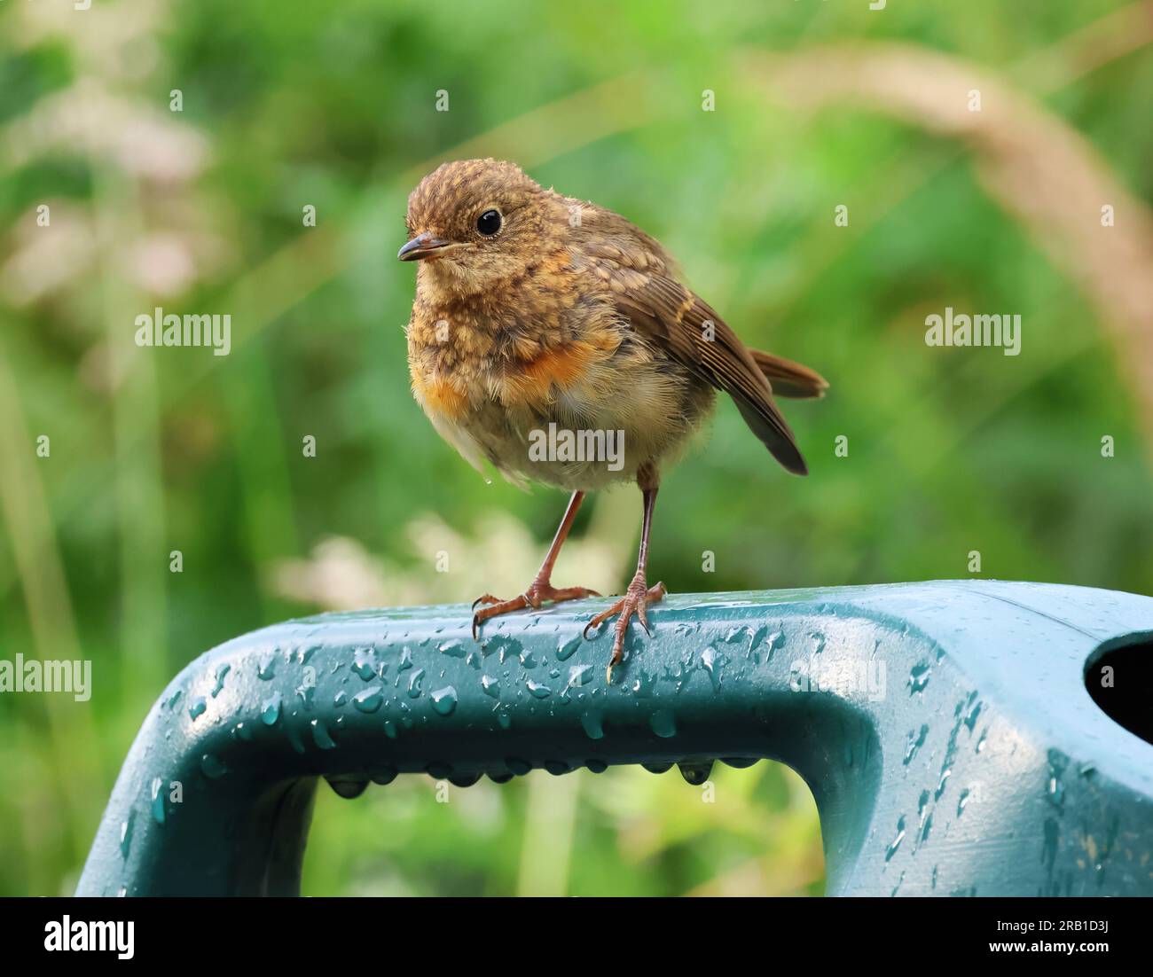 Un giovane Robin di nuova concezione che posa su una lattina di plastica Foto Stock