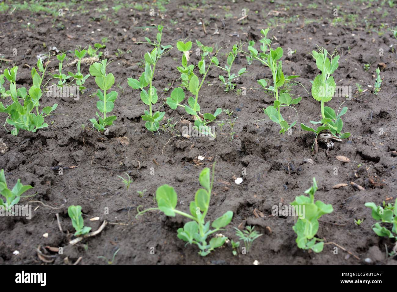 Germogli di piselli giovani germogliati nel terreno organico aperto Foto Stock