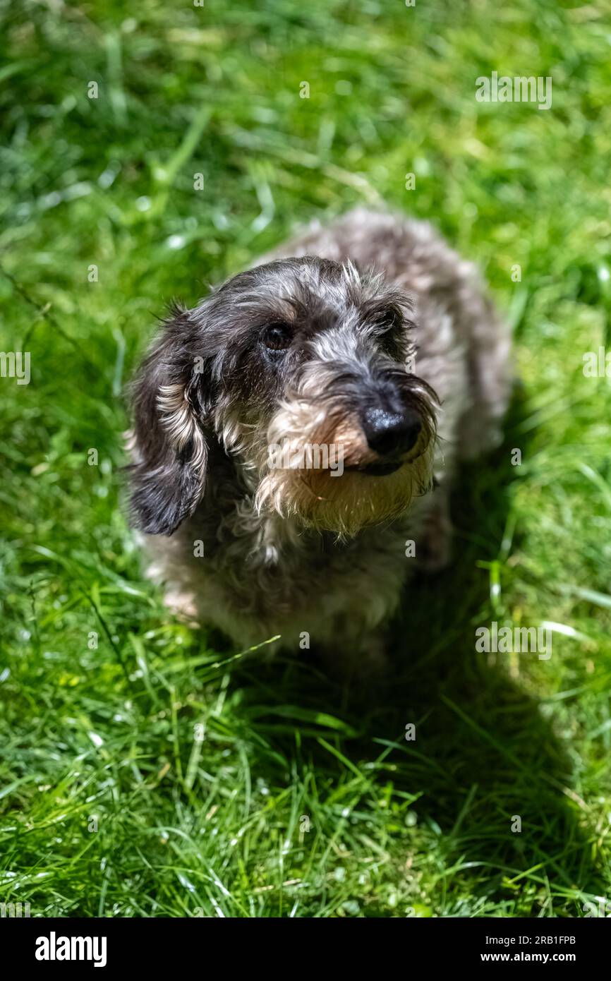 Un dachshund wirehaired in piedi sull'erba, un simpatico cane in giardino Foto Stock