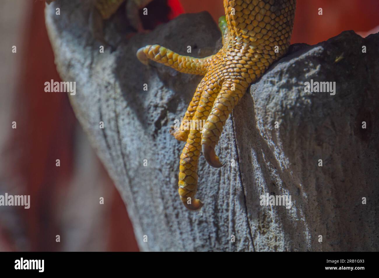 Primo piano zampa rettile, arto lucertola con artigli su sfondo ligneo, lizard monitor o zampa gecko con artigli su un ramo, zampa iguana Foto Stock