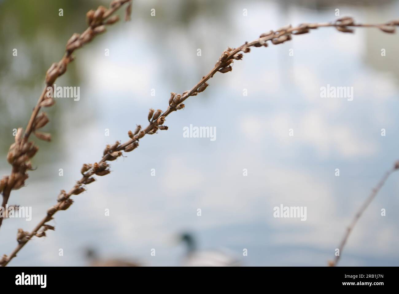 Spikelets di erba selvatica asciutta. Sfondo naturale astratto in colori pastello. Foto di alta qualità Foto Stock