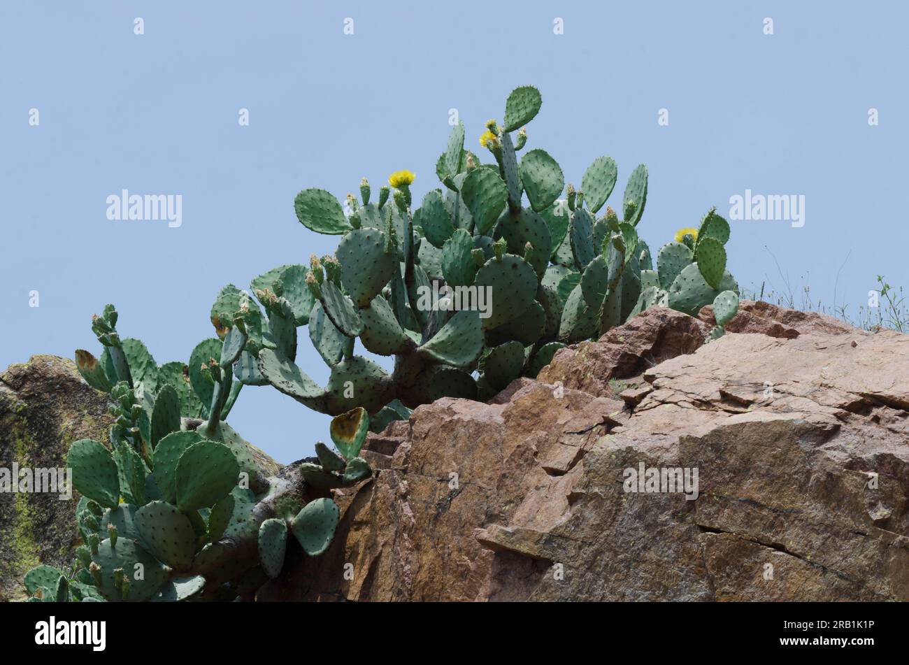 Fico d'India, Opuntia ficus-indica Foto Stock