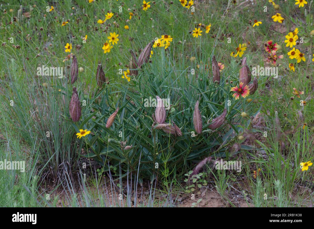 Corna antilope, asperula di Asclepias, con frutta Foto Stock