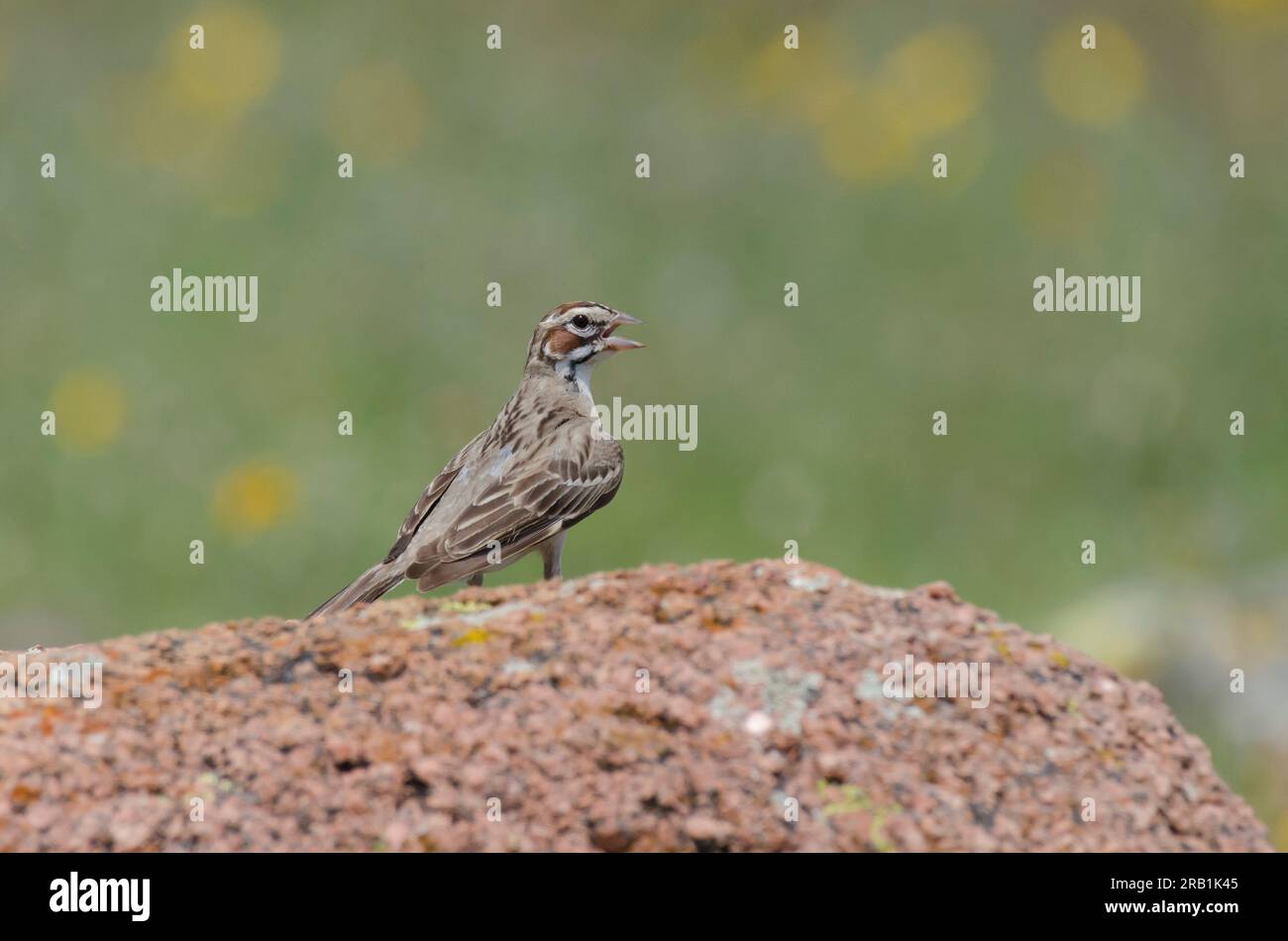 Allodola passero, Chondestes grammacus Foto Stock