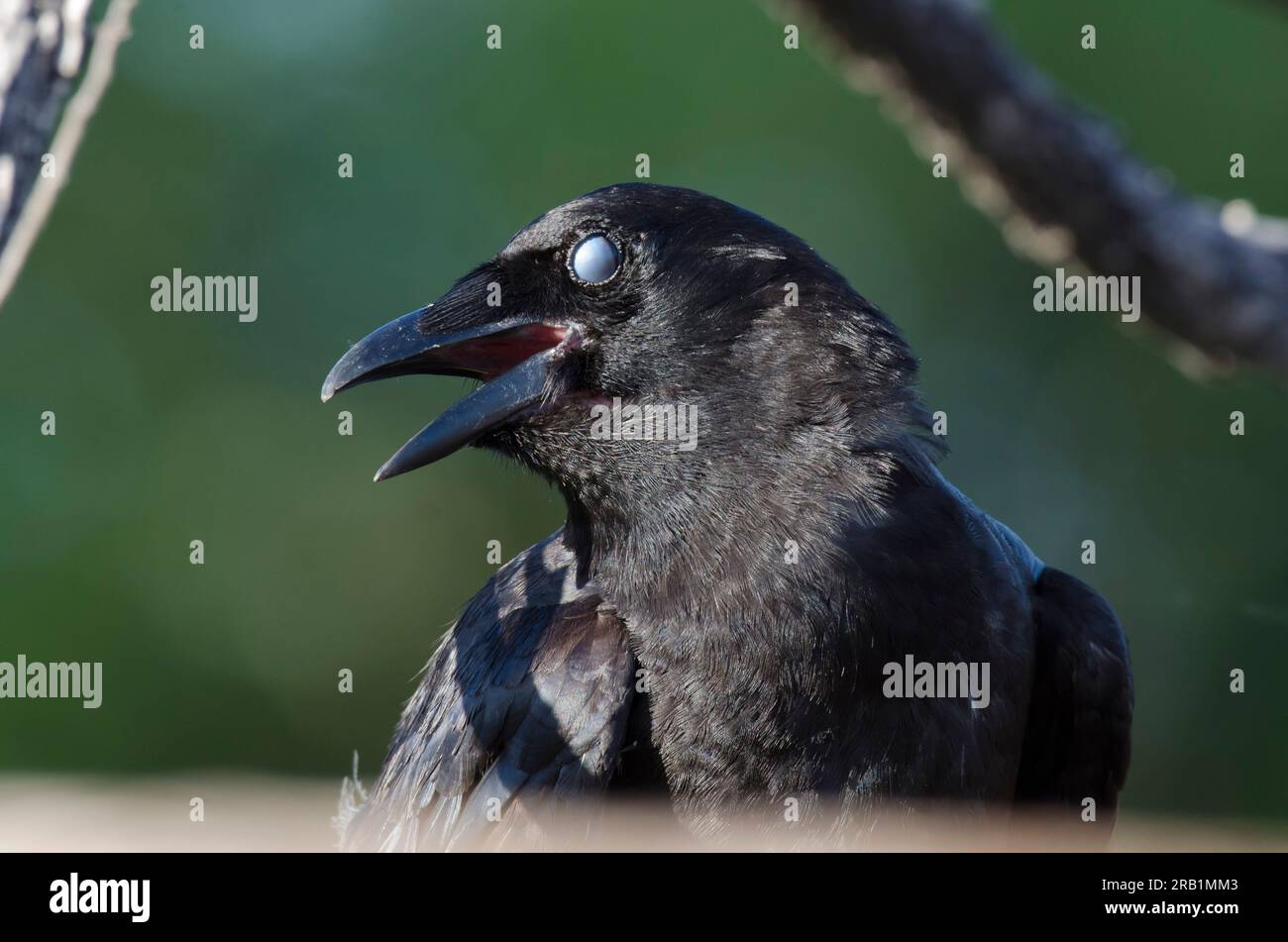 Corvo americano, Corvus brachyrhynchos, con membrana di nictitazione chiusa Foto Stock