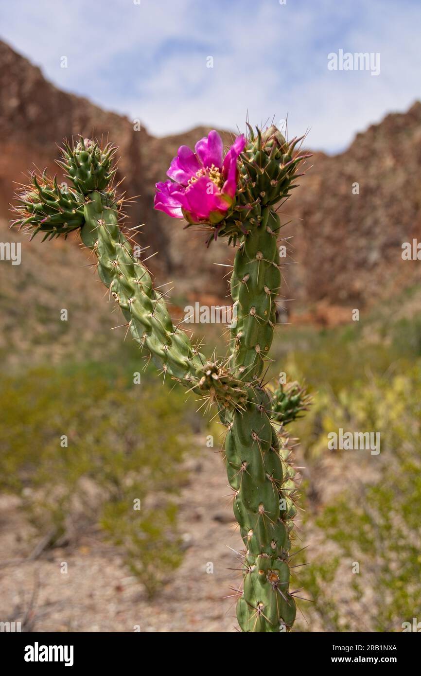 Il cactus magenta di cane cholla fiorisce nel deserto del Chihuahuan con i monti Chisos in lontananza Foto Stock