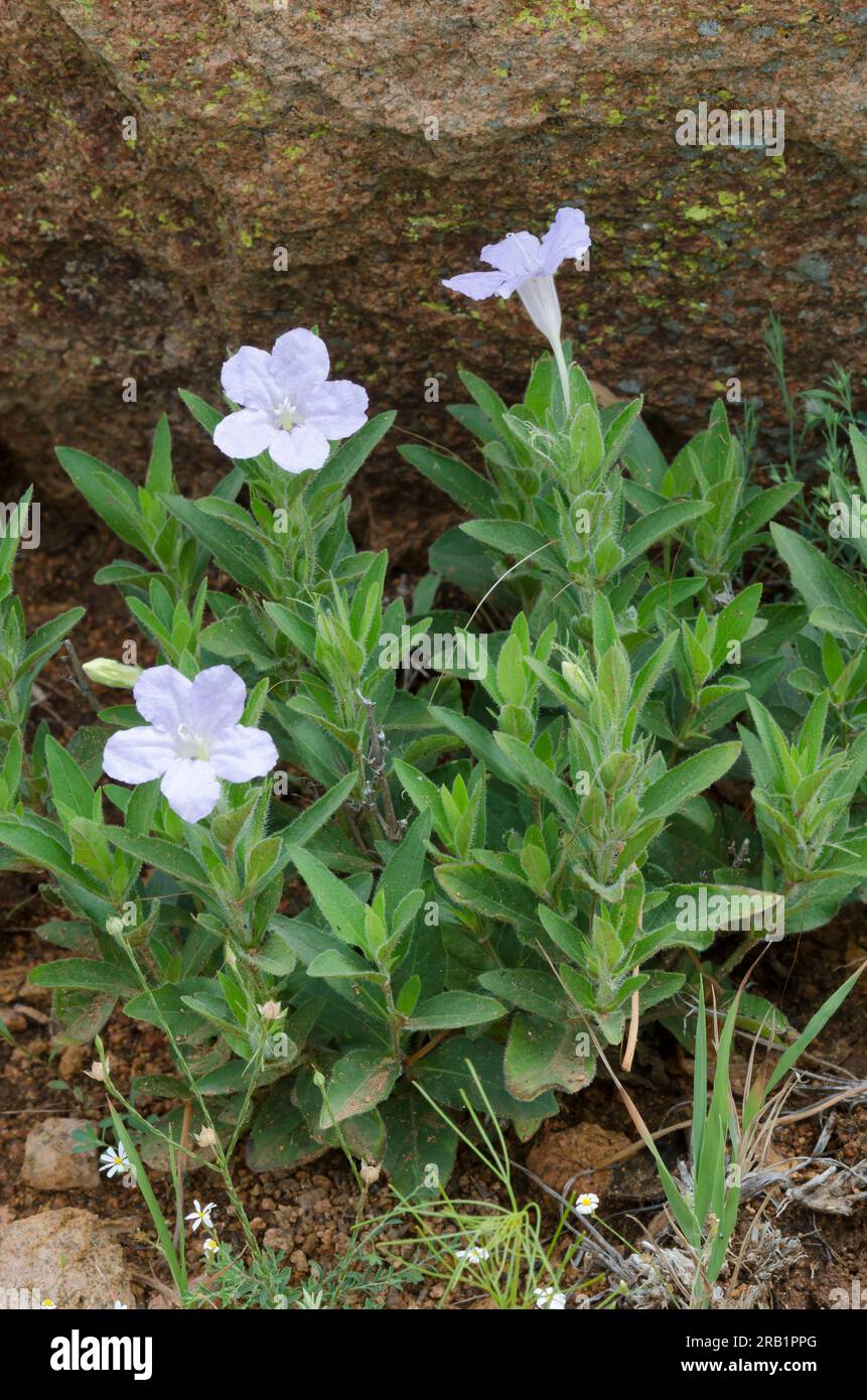 Prairie Petunia, Ruellia humilis Foto Stock