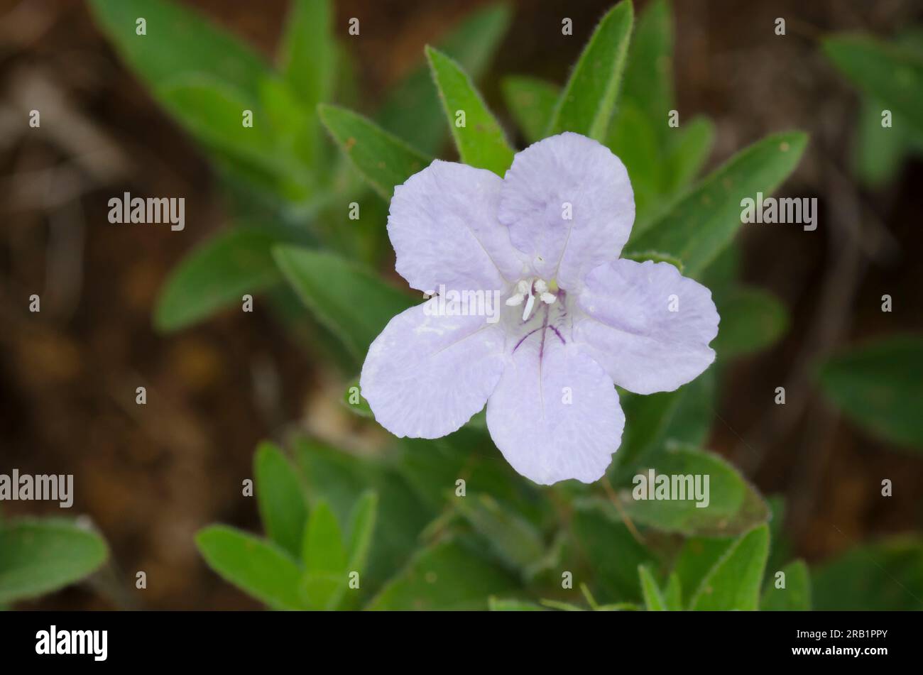 Prairie Petunia, Ruellia humilis Foto Stock