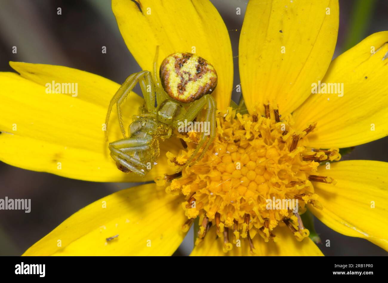 Crab Spider, Mecaphesa sp., Feeding on Another Crab Spider, Mecaphesa sp., on Largeflower Tickseed, Coreopsis grandiflora Foto Stock