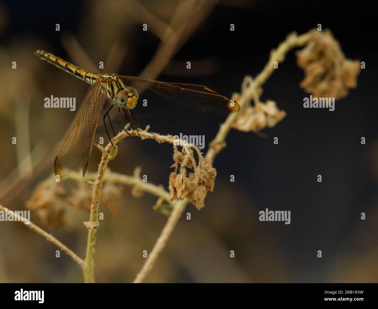 dragonfly su erba secca al mattino, primo piano della foto Foto Stock