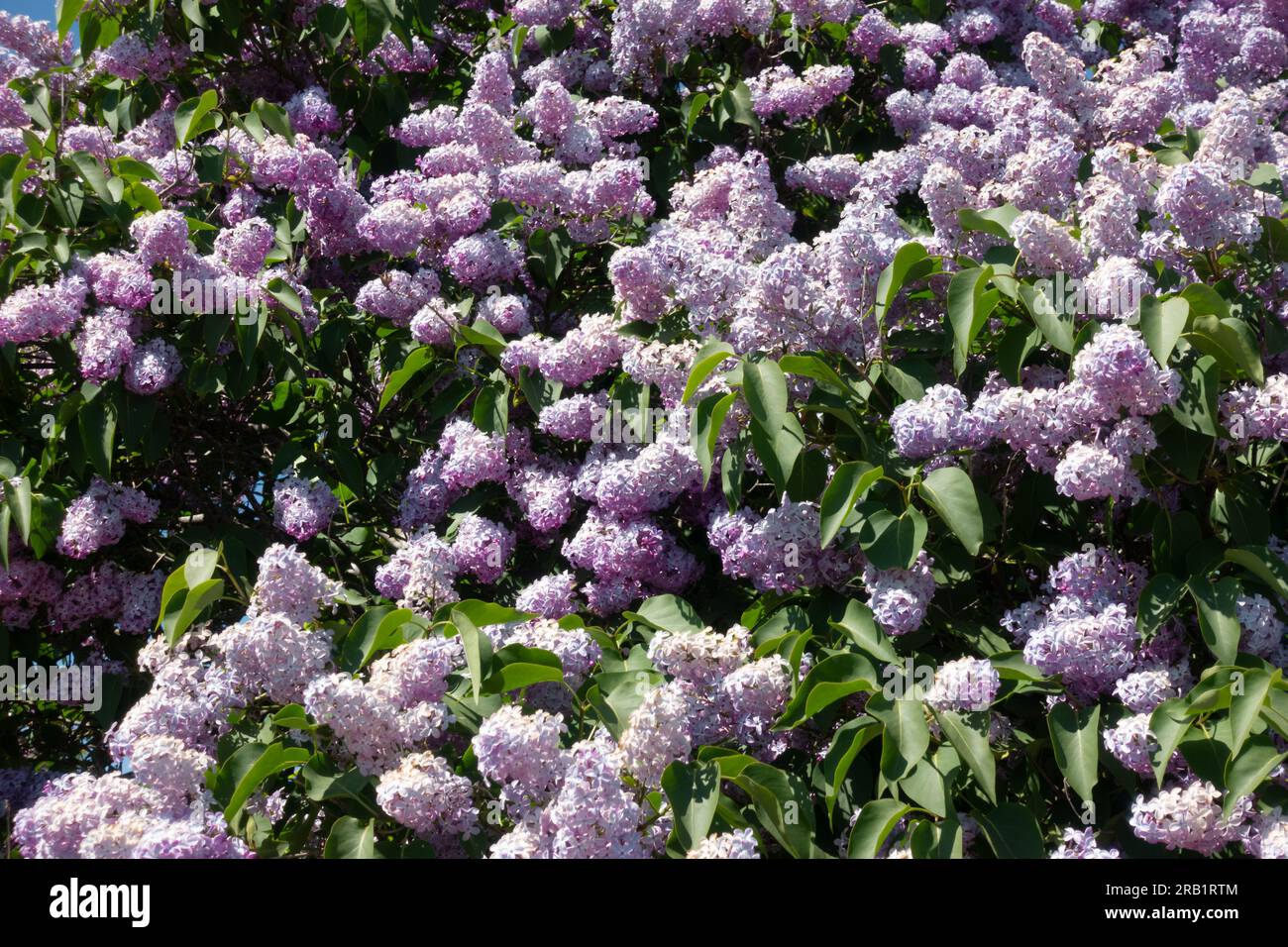 Lussureggiante cespuglio con fiori lilla viola e rosa in fiore all'inizio dell'estate Foto Stock